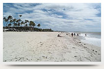 beach palms in cumbuco